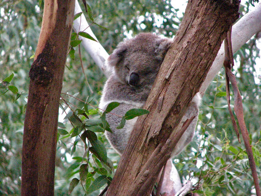 My trail is Australia: Christmas in July