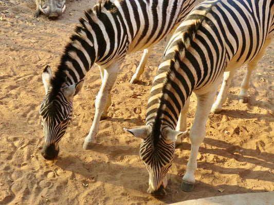 JOIN ME FOR A TOUR OF ETOSHA NATIONAL PARK IN NAMIBIA