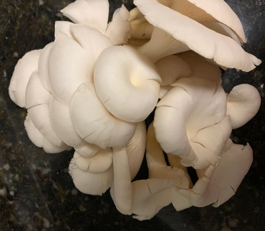 The magic of growing mushrooms!