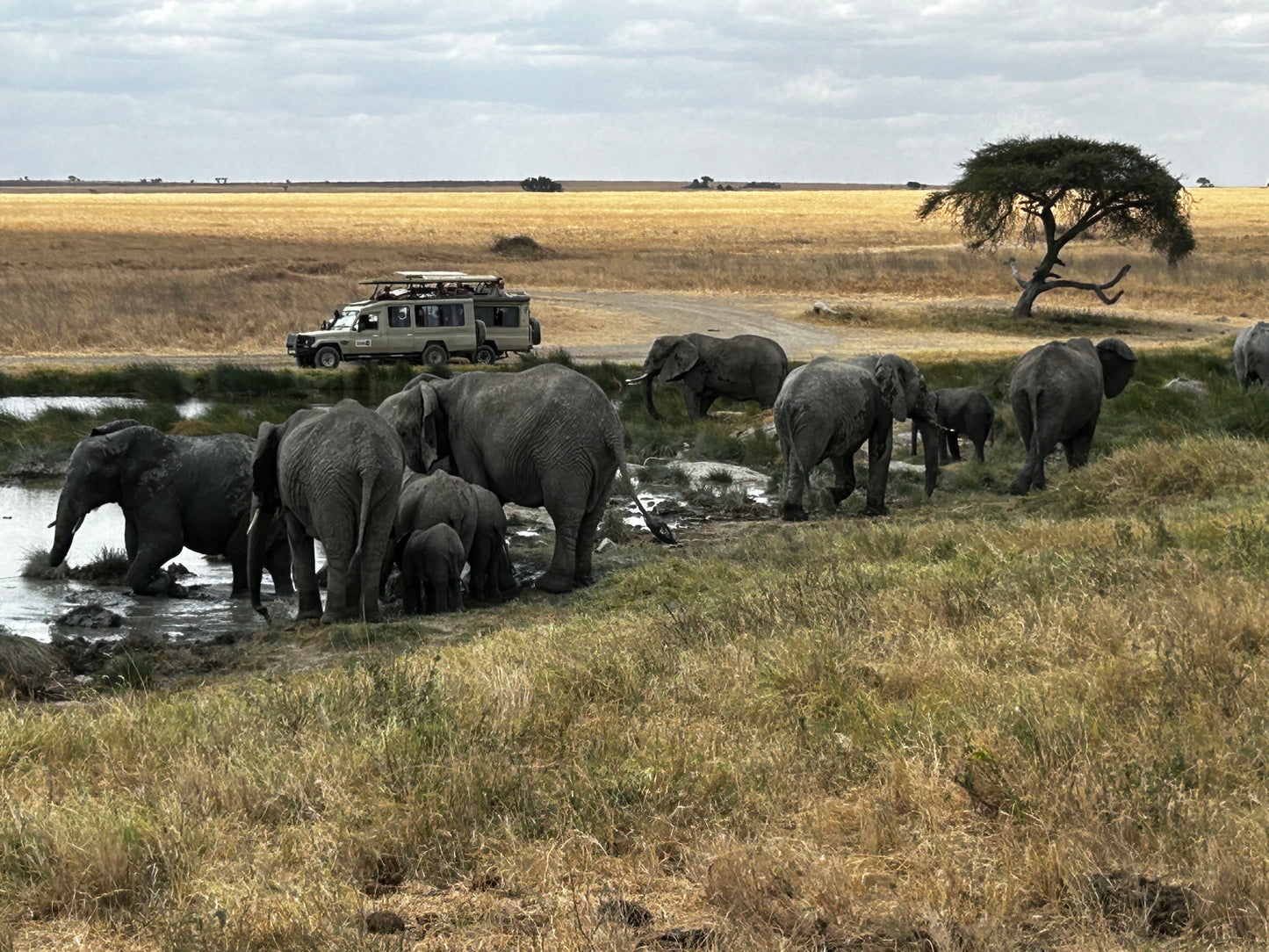 Tanzania Tour - Migration of the Animals