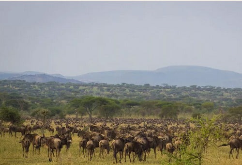Tanzania Tour - Migration of the Animals